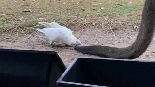 Meanwhile in Australia, cockatoos are biting tails of kangaroos and stealing their food