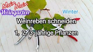 Weinrebe zurück schneiden 1, 2, 3 jährige Weinrebe Rückschnitt im Winter / Herbst Trauben Video 1