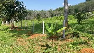 4 Rai Palm Plantation Land with Mountain View for Sale in Lo Yung, Phangnga