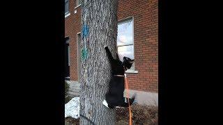 How to teach your cat how to get down a tree using clicker training
