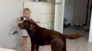 Funny Reaction! When Baby Thinks His Dog Is Giant Cat