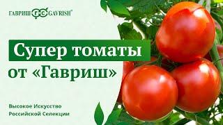 5 лучших сортов томатов от компании «Гавриш»