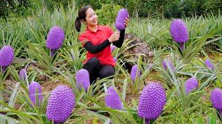 Harvesting Wild Pineapple Purple Goes To Market Sell - Taking care Pig - Hanna Daily Life