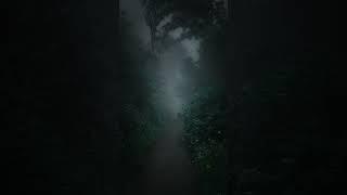 Walking in the Dark Rainforest with Soothing Melodies | Tranquil Journey #nature #shorts