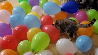 Cats vs 50 Balloons | Manchester Moggies