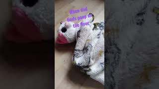 pov: when dad finds poop on the floor