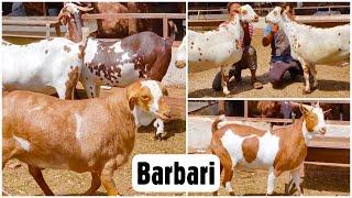 Barbari Bakre | Imran Nagaur Goat Farm Part 7