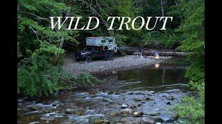 WILD TROUT | Fly Fishing, Camping & Cooking in Washington's Gifford Pinchot National Forest