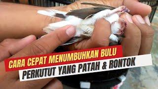 CARA MENUMBUHKAN BULU PERKUTUT YANG PATAH DAN RONTOK DENGAN CEPAT