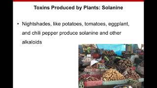 8. Food Toxicology: Plant Toxins