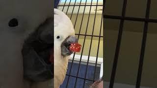 Cecil is Rollin’ Dice. This rescued Cockatoo Wants The #ChloeSanctuary To Have A New Home!