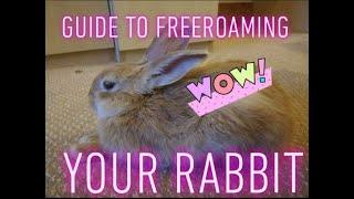 GUIDE TO FREEROAMING YOUR RABBIT || Pippins Life