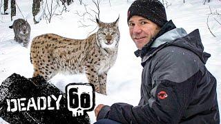Incredible Jumping Lynx | Deadly 60 | BBC Earth Kids