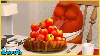 LARVA | Tomato | CARTOON MOVIE FOR LIFE |THE BEST OF CARTOON | HILARIOUS CARTOON COMPILATION