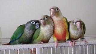 7 week old Baby Green Cheek Conure Sisters -- Rainbow Parrots Aviary