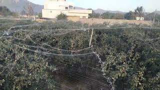 Anti bird net / सस्ता और लगाने में बहुत ही आसान एंटी बर्ड नेट