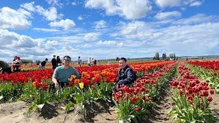 Visiting the Tulip garden in WashingtonTham quan vườn Hoa Tulip ở tiểu bang WA 華州鬱金香盛開 2024