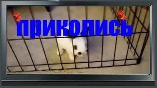 самое интересное и смешное видео подборка лучших приколов 2012-2015 #16