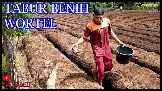 Budidaya Wortel Proses Tanam Biji wortel