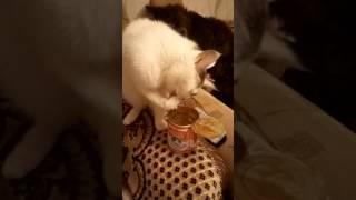 Котейка ест сгущёнку