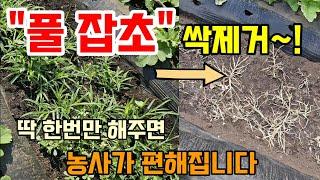 풀잡초 힘들게 뽑지 말고 이렇게하면 질긴풀도 잘 죽어요 #천연제초제 #풀제거방법