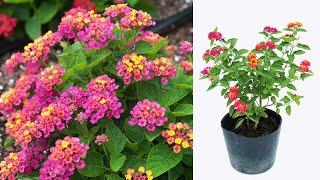 Tips for propagating Lantana camara from cuttings | growing lantana from cuttings