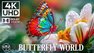 The Stunning Life Cycle Of A Butterfly with Soothing Music • 4K Video UHD