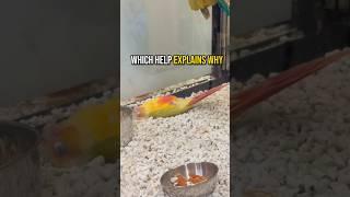 People Thought This Bird Was Dead, Until…. #animals #shorts #bird #birds