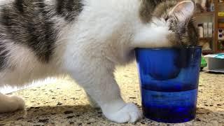 Apollo drinks water on the kitchen island