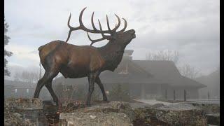 40th Anniversary - The Story of the Rocky Mountain Elk Foundation