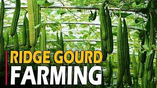 Ridge Gourd Farming / Ridge Gourd Cultivation | How To Grow Ridge Gourd from Seed at Home