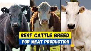 Top 10 Best Cattle Breeds For Meat Production | Beef Producing Cow