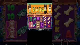 [슬롯]도그하우스 메가웨이 터졌다! Pragmatic slot #슬슬생  #슬롯 #슬롯머신 #슬롯라이브 #슬롯생방송 #슬롯실시간 #온라인카지노  #강원랜드