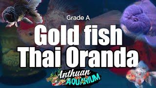 AMAZING THAI ORANDA “GOLDFISH” /AnthuanAquarium “