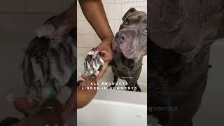 Viral Dog Bed Time Bath Routine#asmr #bath #relaxing #satisfying #shorts #pitbull #routine