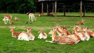 African Lion Safari (Ontario, Canada)