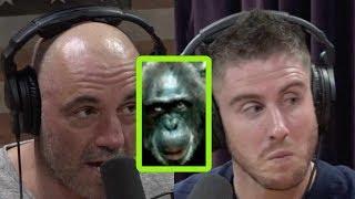 Joe Rogan Talks Lion-Killing Chimps, Terror Birds, and More