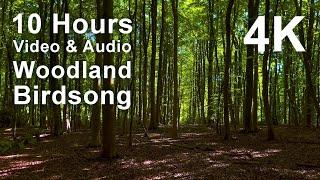 4K UHD 10 hours - Woodland Birdsong - mindfulness, ambience, relaxing, meditation, nature