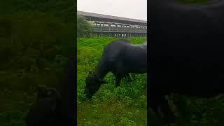 #nature #cinematic #whatsappstatus #green #naturegreen #mahivlogs #explore #natureexplorer