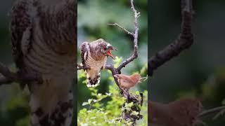 Elder feeding