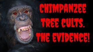 Strange Ritual Behaviour in Chimps Caught on Hidden Cameras. Is this the origin of religion?