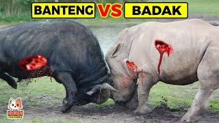 Bagaimana Jika BADAK VS BANTENG Bertarung di Alam Liar, Mana Yang Paling Beringas?