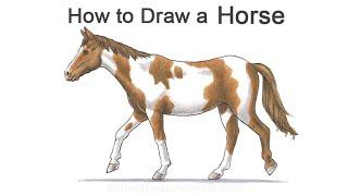 How to Draw a Horse (American Paint Horse)