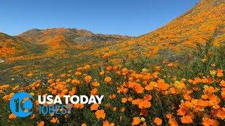 10 places to see stunning spring wildflowers