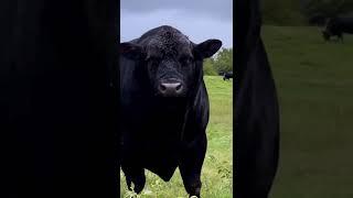 Aberden-angus bulls export +998917703399