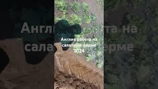 Англия работа на салатном ферме часть 12 18.07.2024