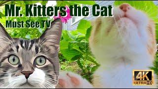 Mr. Kitters the Cat  Must See TV in Feline Frenzy 