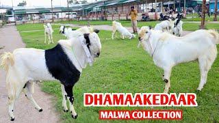 Dhamakedar Collection Malwa Kid’s Bade Size Main At AJ Goat Farm