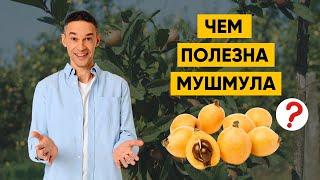 МУШМУЛА | ПОЛЕЗНА ЛИ?