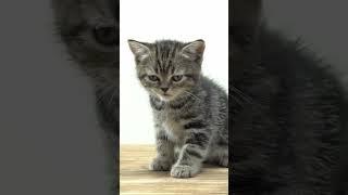 Meowing Cat  Subscribe, Like ️ Share this Cutest Meow - Kitten Meow